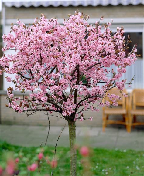 Mooie magnolia's voor kleine tuinen